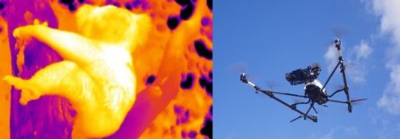 uav-thermal-imaging-koala